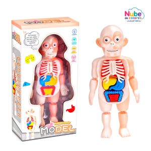 CUERPO HUMANO MONTABLE
