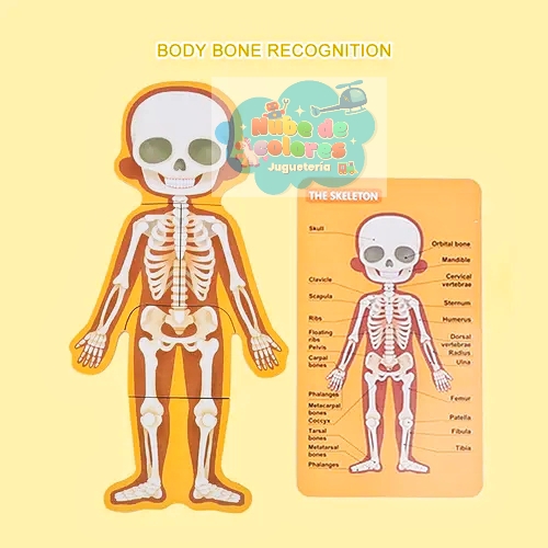ROMPECABEZAS CUERPO HUMANO NIÑO - Imagen 4