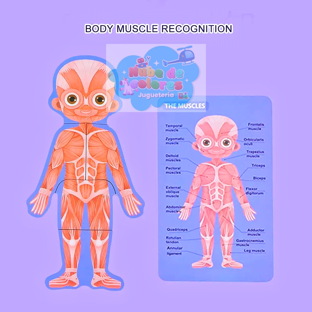 ROMPECABEZAS CUERPO HUMANO NIÑA - Imagen 5