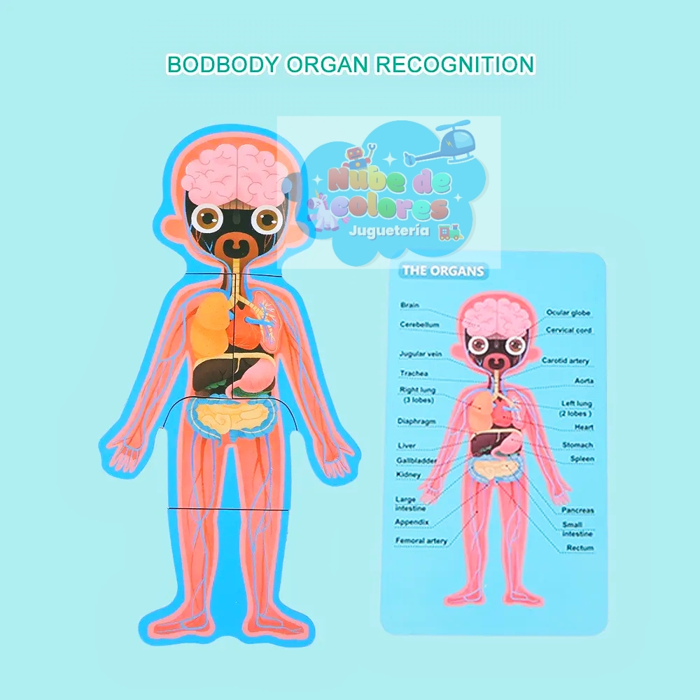 ROMPECABEZAS CUERPO HUMANO NIÑO - Imagen 6