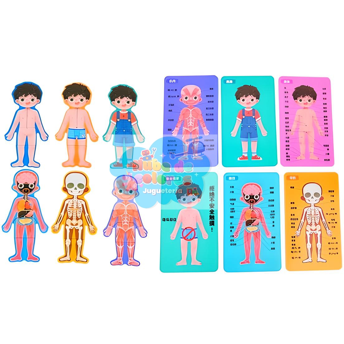 ROMPECABEZAS CUERPO HUMANO NIÑO - Imagen 3