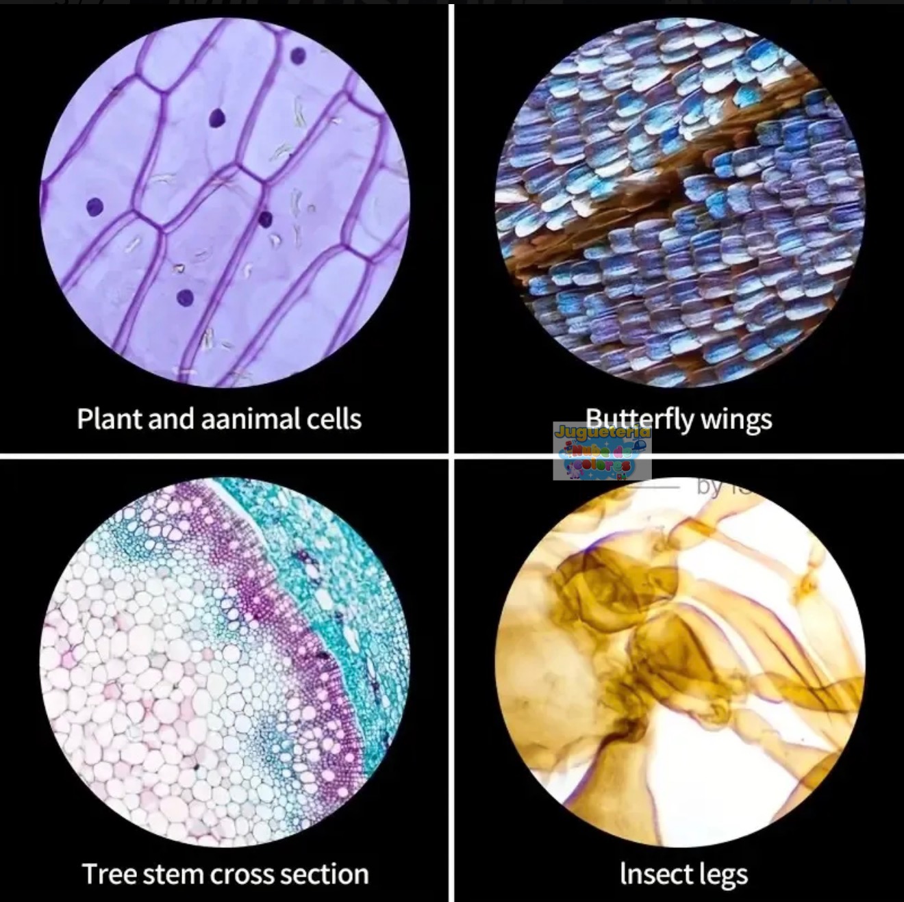 MICROSCOPIO CIENTÍFICO PREMIUM - Imagen 4