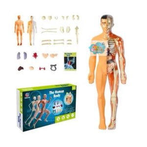 CUERPO HUMANO
