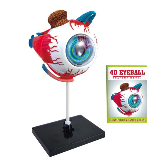 MODELO ANATÓMICO OJO OCULAR 4D - 32 piezas - Imagen 2