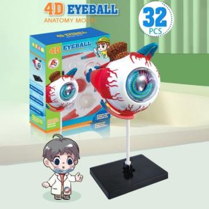 MODELO ANATÓMICO OJO OCULAR 4D  - 32 piezas