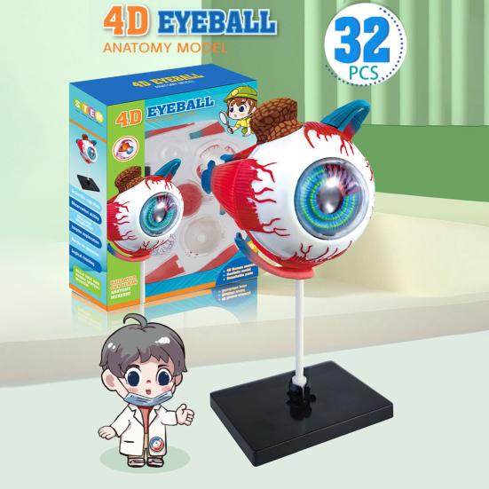 MODELO ANATÓMICO OJO OCULAR 4D - 32 piezas