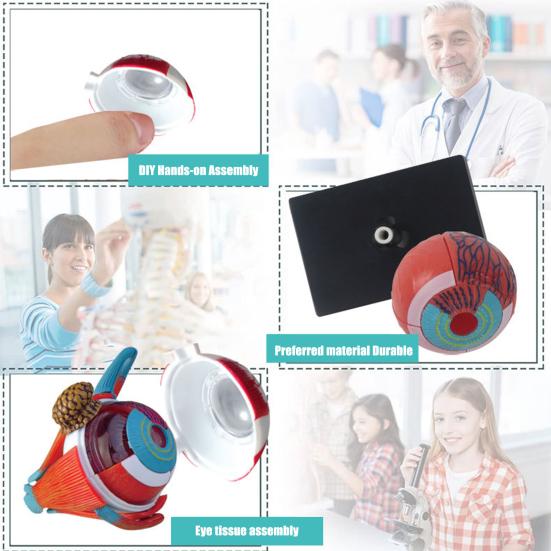 MODELO ANATÓMICO OJO OCULAR 4D - 32 piezas - Imagen 4