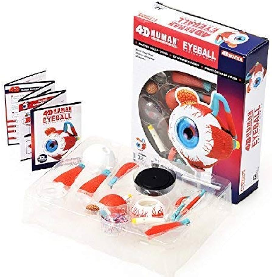 MODELO ANATÓMICO OJO OCULAR 4D - 32 piezas - Imagen 5