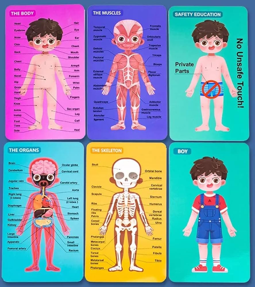 CUERPO HUMANO Y SU ESTRUCTURA ( NIÑO Y NIÑA) - Imagen 10