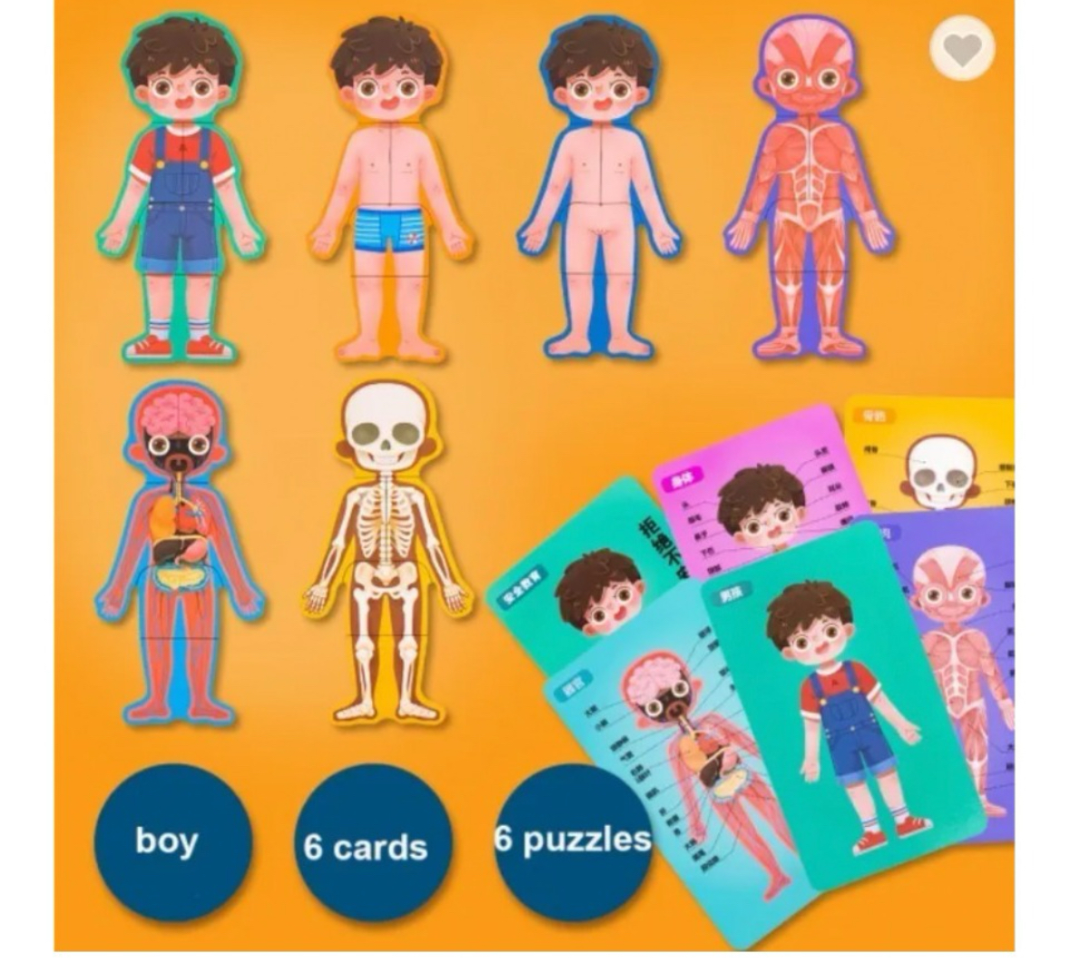 CUERPO HUMANO Y SU ESTRUCTURA ( NIÑO Y NIÑA) - Imagen 8